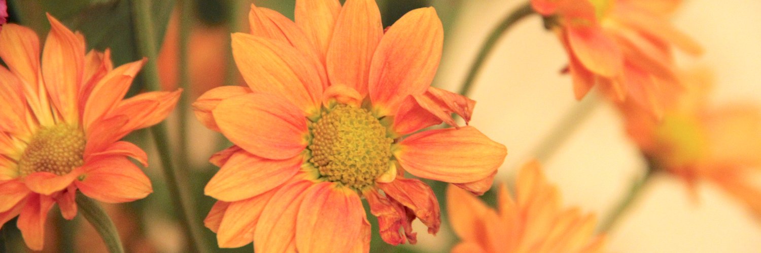 IhaKaul's profile banner image