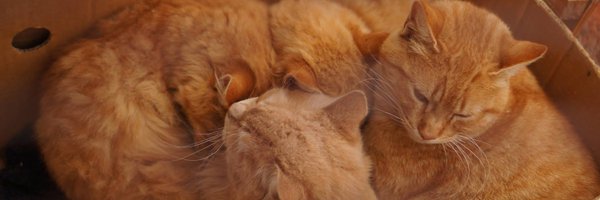 catnose99 Profile Banner