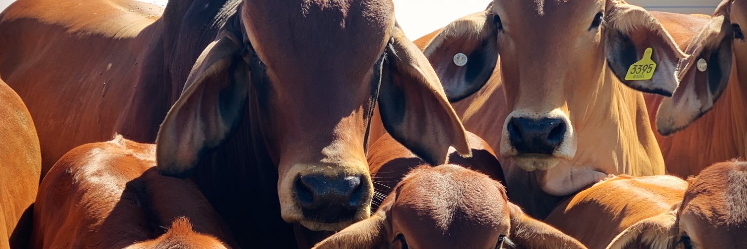 Rebecca Burnham banner