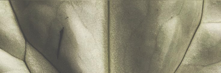 klacrina's profile banner image
