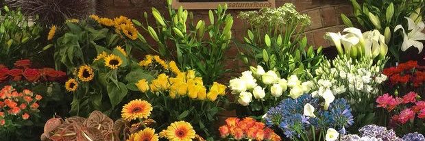 Winona Solene. banner