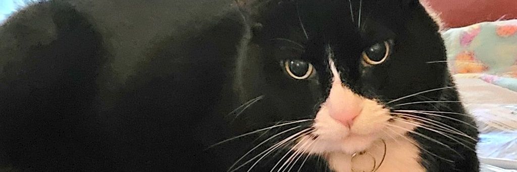 Mo🐈‍⬛ & Jo👵 banner