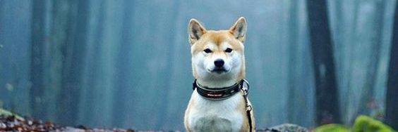 Katsuo_nin's profile banner image