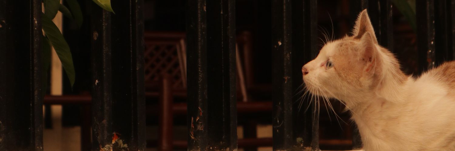 originalseaweed🍣 banner
