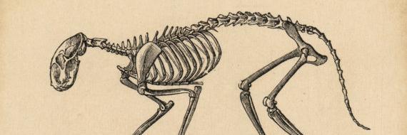 244_bones's profile banner image
