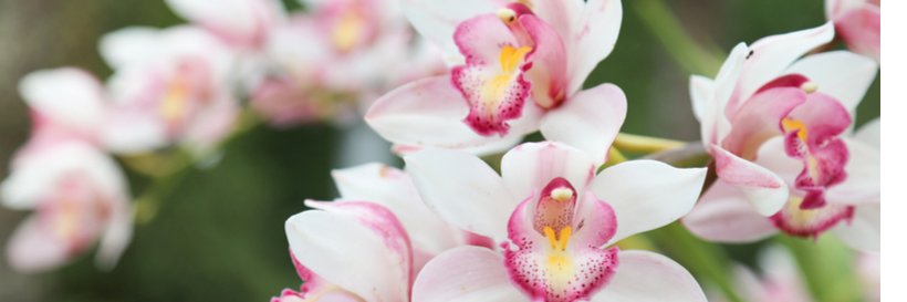 ryncoorchids's profile banner image