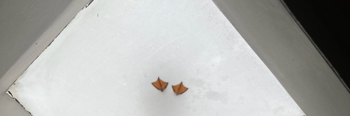 Solopizzochka banner