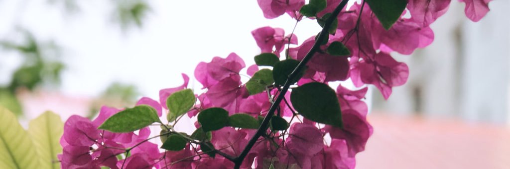 shaba___'s profile banner image