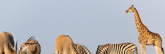 thexanthophile's profile banner image
