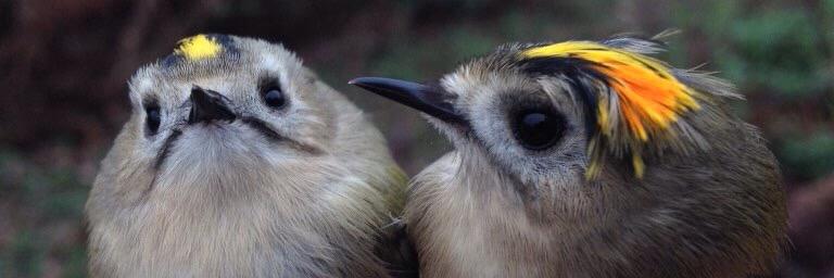 wheatwildlife's profile banner image