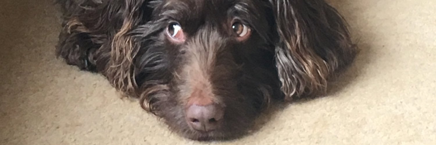 rococ0's profile banner image
