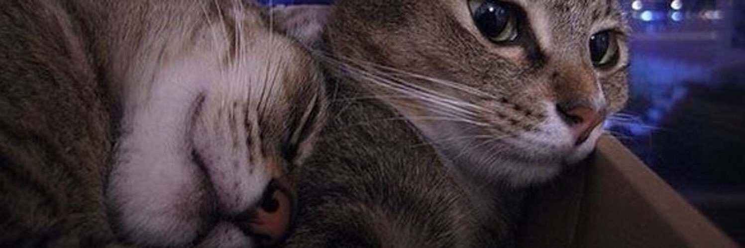 issyyxo's profile banner image