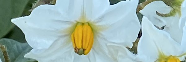 CretOomen Profile Banner