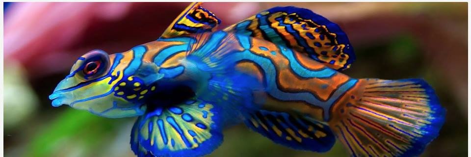 pisciberbsf's profile banner image