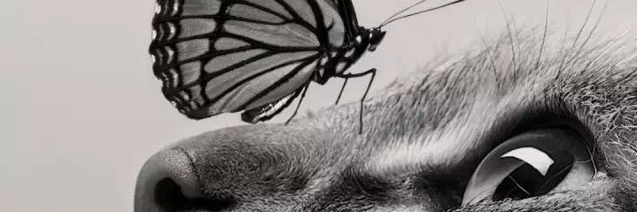 alaneedaa0's profile banner image