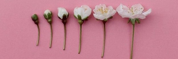 rihanna is king banner