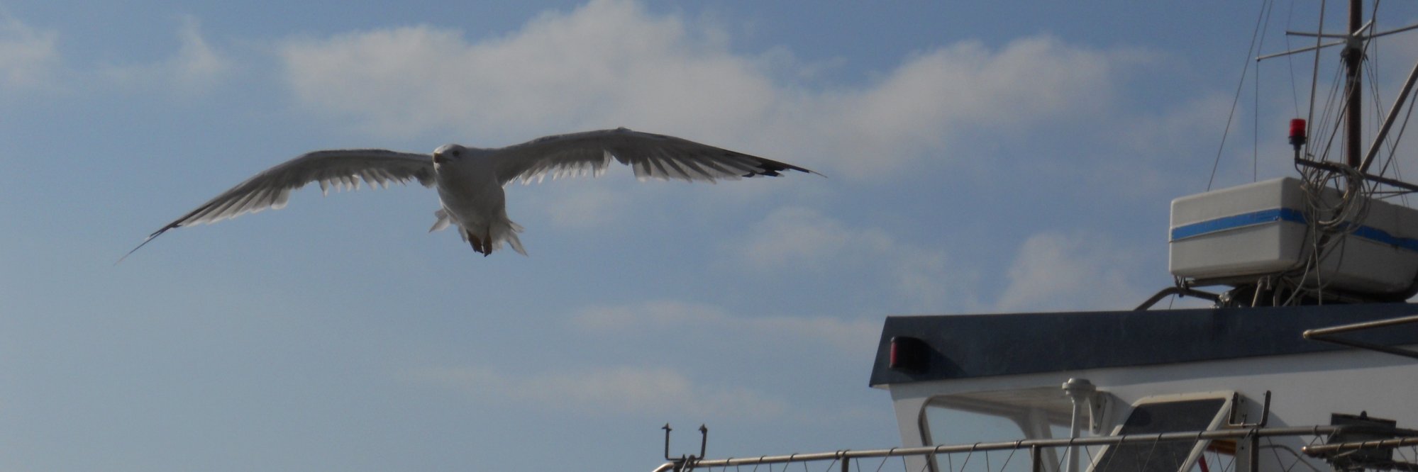 🇮🇹 IL LongoSardo Natale 🇮🇹 banner