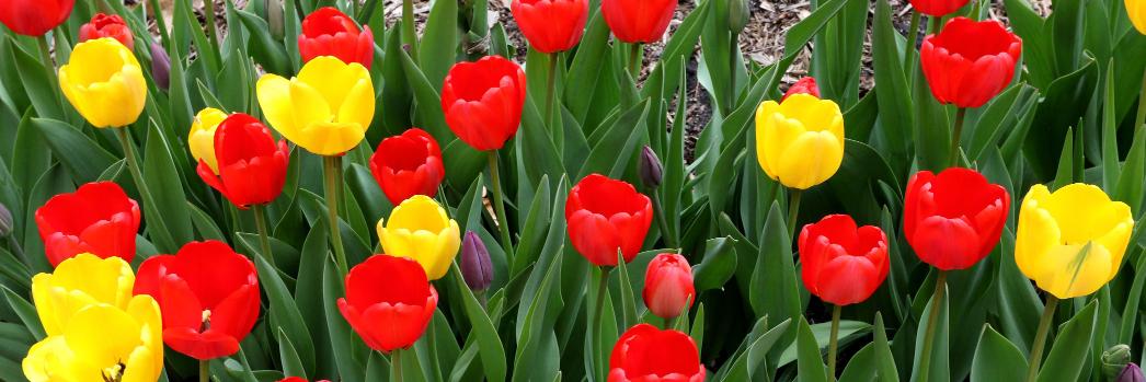 Leader-Telegram banner