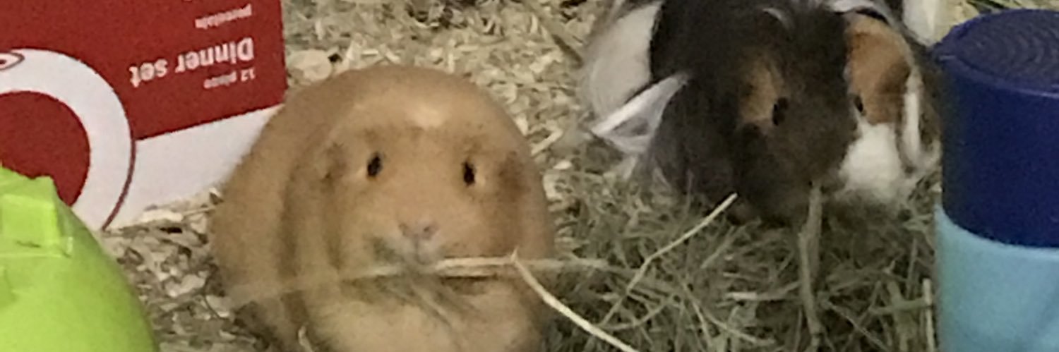 Dr Jade Powell banner