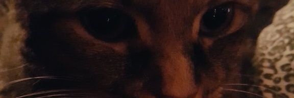 Squeakyfatcat's profile banner image