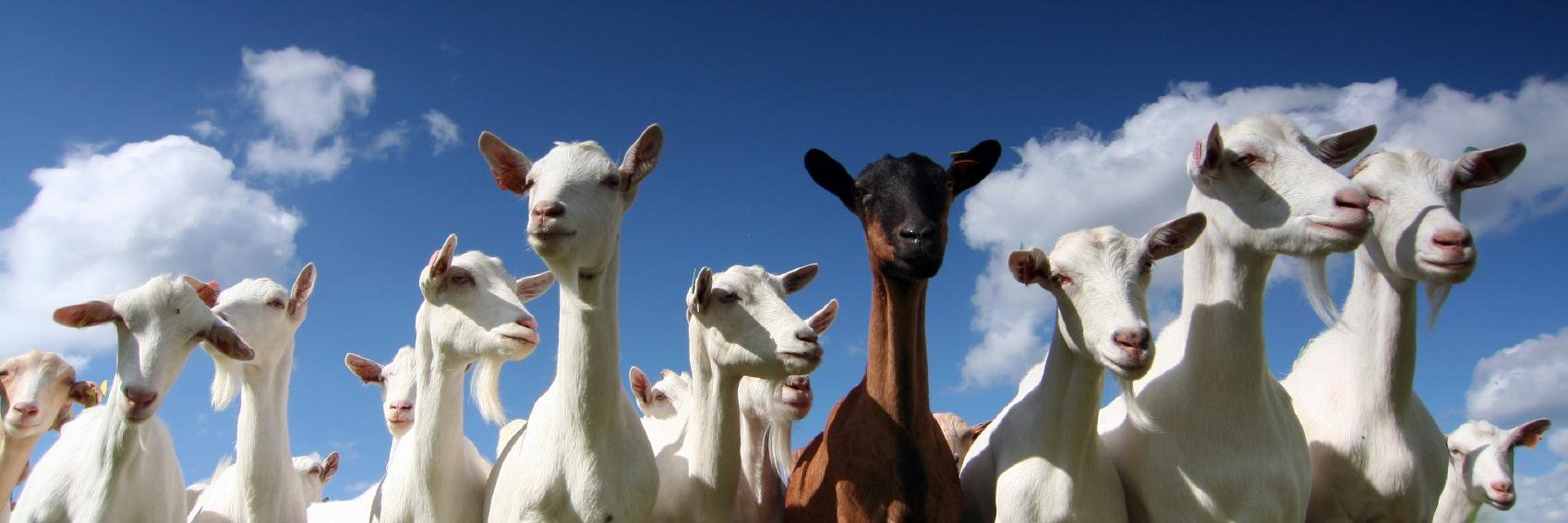 johnwilliamgoat's profile banner image