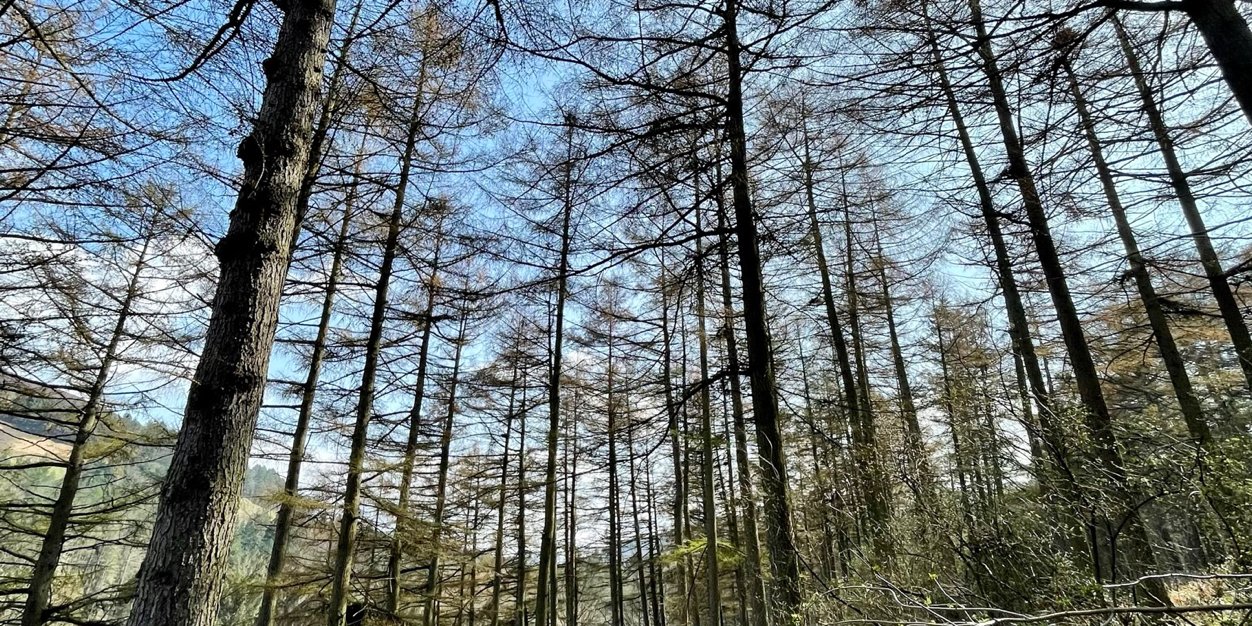 Jake Herbaliser banner