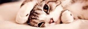 dianabuzzi's profile banner image