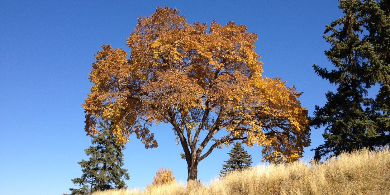 CalgaryDogParks's profile banner image