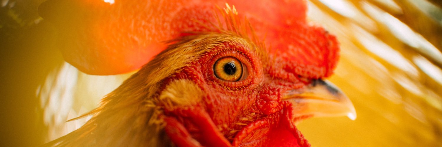 FARM Animal Rights Movement's banner
