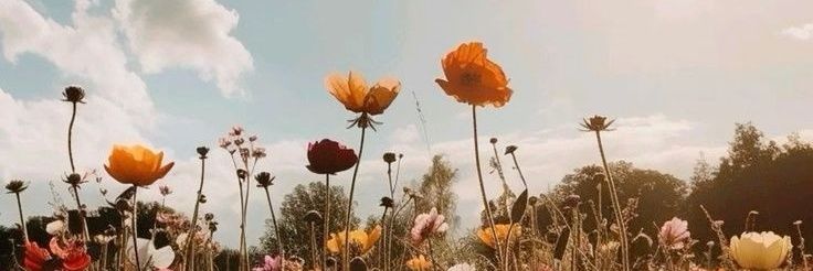 🌻Klucha-Nikolucha🌻 banner