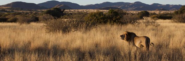 tSasRolfes Profile Banner