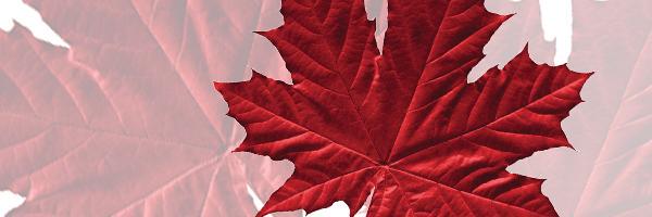CamRenwick's profile banner image