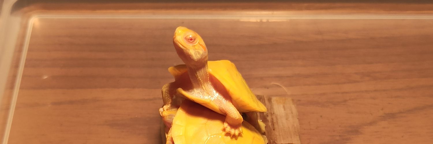 Yosef_Teddy's profile banner image