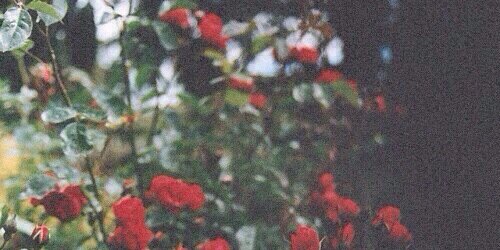 ___ccab__0's profile banner image