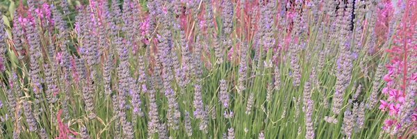 ClemeRooke Profile Banner