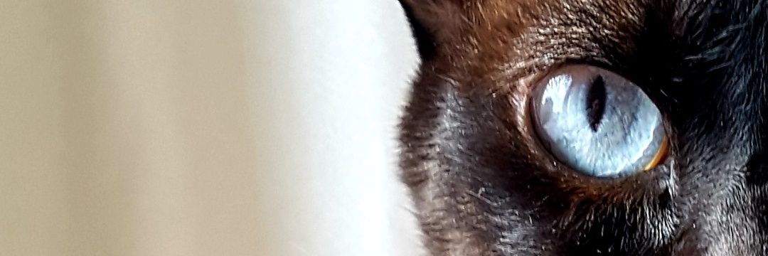 dersan3's profile banner image