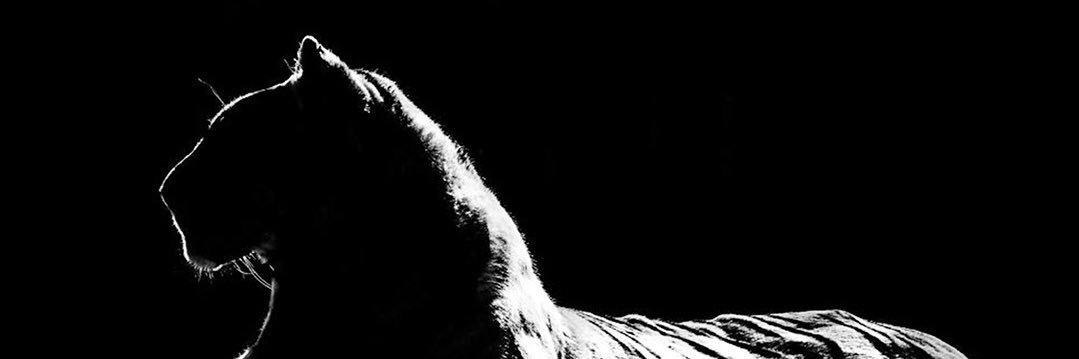 jaireyes_'s profile banner image
