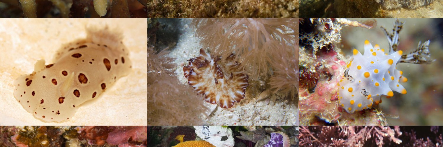 Sam the Salty Scientist banner