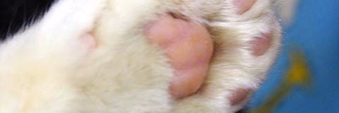 manimo8906's profile banner image