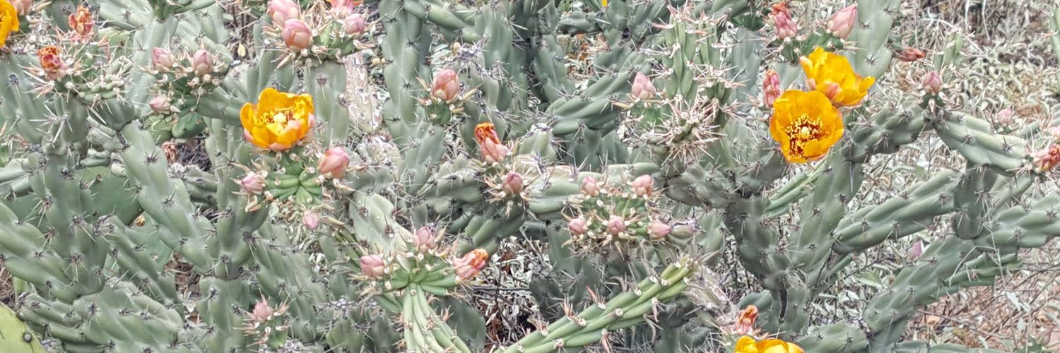paparose's profile banner image