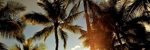 ArcadiaLeeo's profile banner image