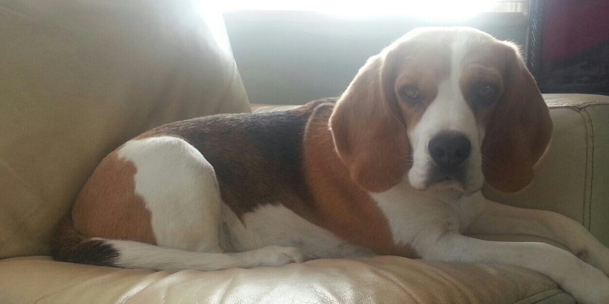 FlorenceBeagle's profile banner image