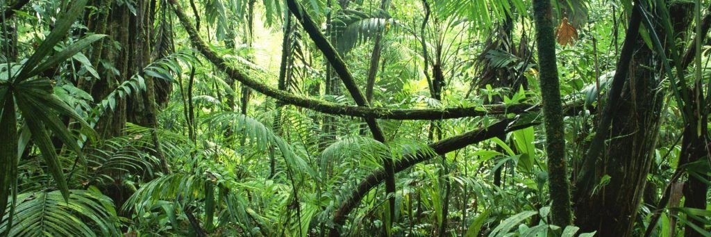 VerySlowRaptor banner