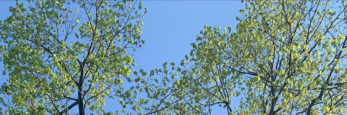 Nico_leex's profile banner image