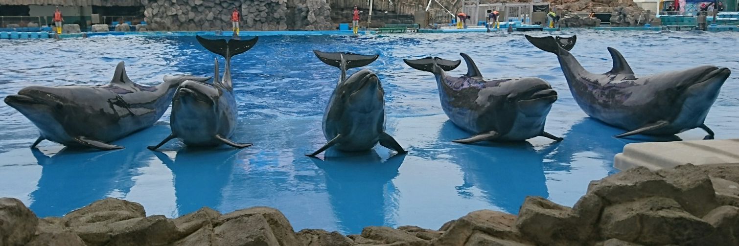 ステラ※プロカ必読 banner