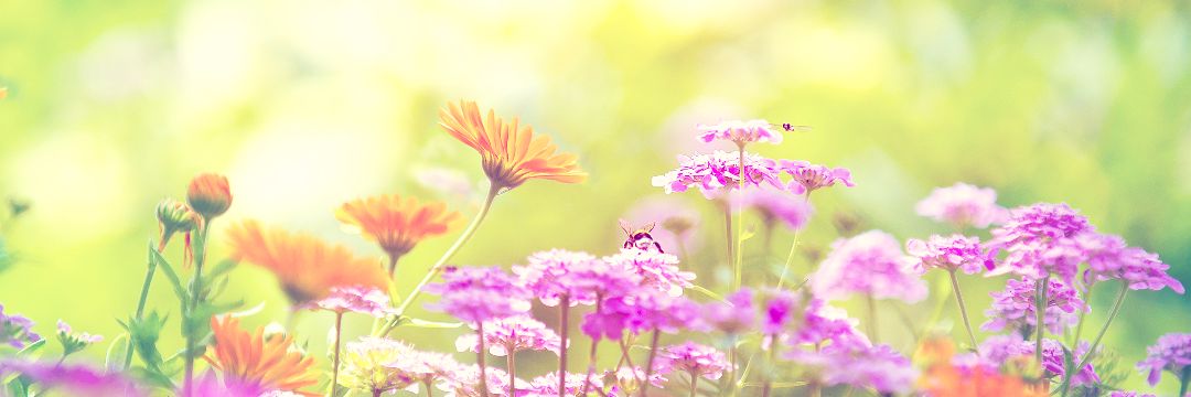 Cocomelix3's profile banner image