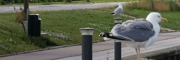 Pakigaviotas's profile banner image