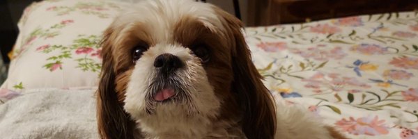 tweet06 Profile Banner