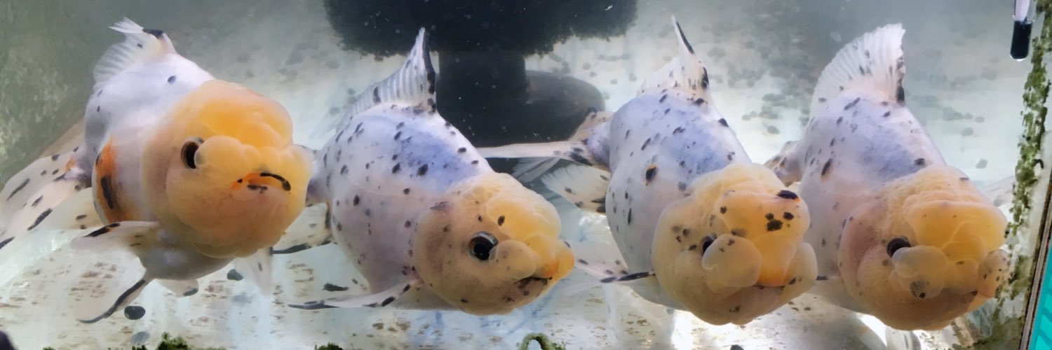 mimigoldfish's profile banner image
