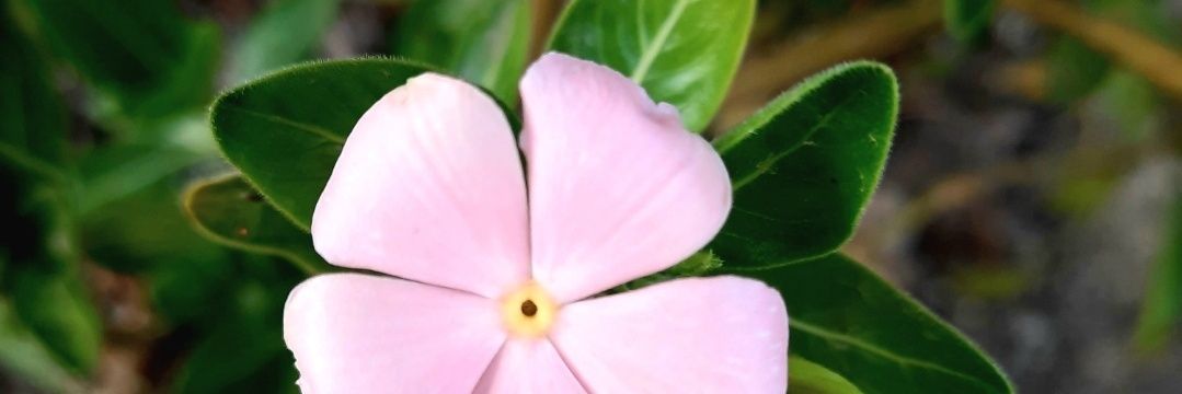 زهرة الوادي🍃 𝓝✿ banner